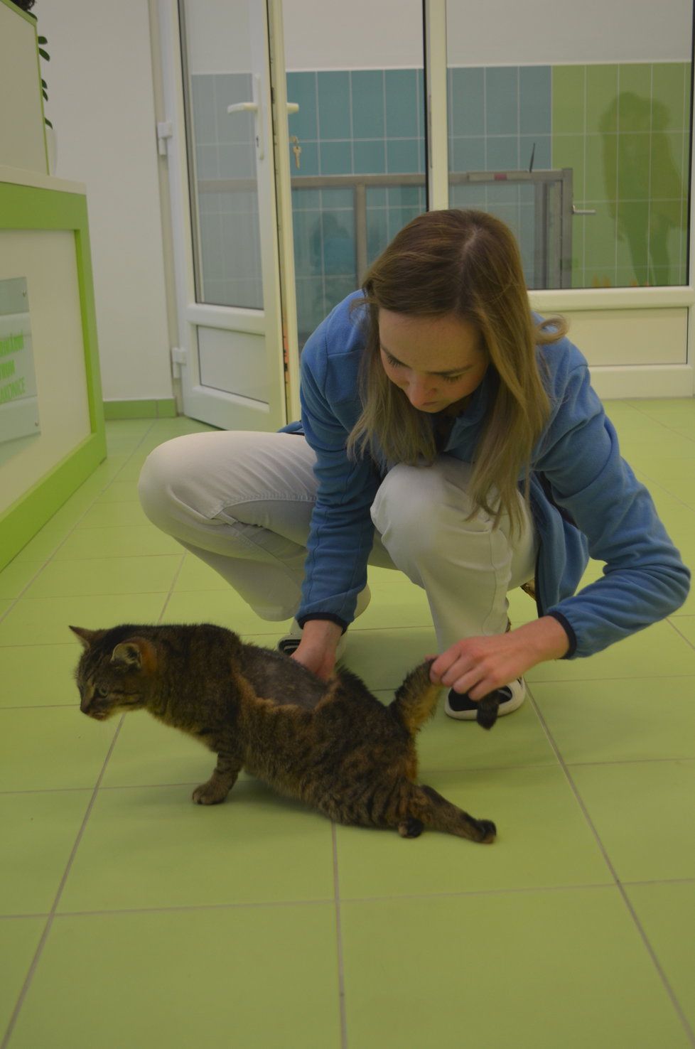 Pracovnice Vetcentra teď s Kóčou rehabilitují