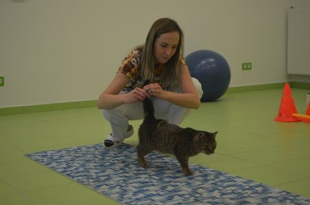 Pracovnice Vetcentra teď s Kóčou rehabilitují