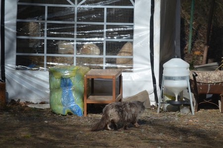 Takhle to vypadá v chovatelské stanici, jejíž provozovatelka si účtuje 9 až 18 tisíc korun za kočku