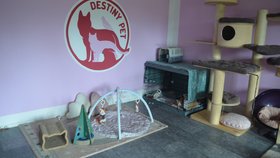 V domě v Žernovce-Mukařově je vše podřízené kočkám, které tam mají několik kompletně zařízenýcz pokojů