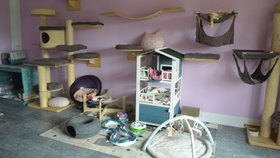 V domě v Žernovce-Mukařově je vše podřízené kočkám, které tam mají několik kompletně zařízených pokojů