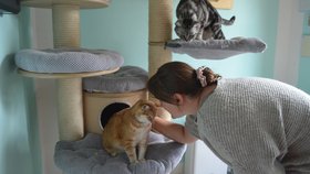 V domě v Žernovce-Mukařově je vše podřízené kočkám, které tam mají několik kompletně zařízených pokojů