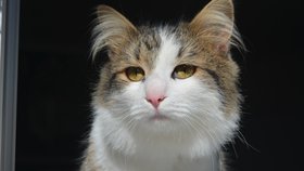 Dobrovolnice Dočasek De De Alžběta Poláková Šmídová, která spolupracuje i se spolkem KasProCats, se v současné době stará o jedenáct koček