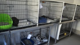Kočky jsou stále v karanténě, na pokyn Krajské veterinární správy, která je sleduje, jsou každá zvlášť ve své kleci
