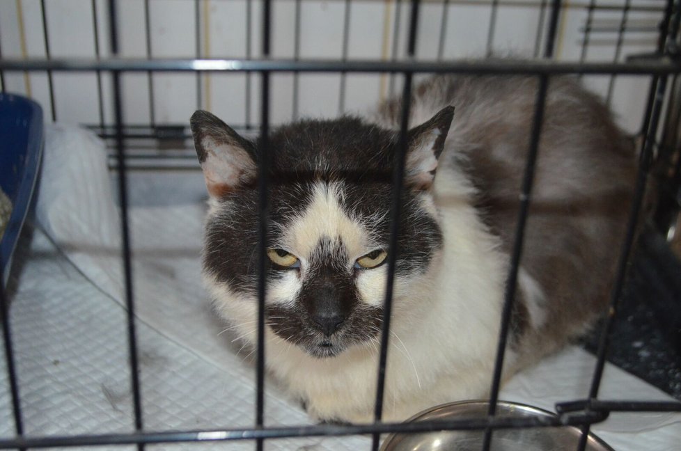 Spolek Pet Heroes, který provozuje útulek v Lanškrouně, přijal 15 koček z Chýnova