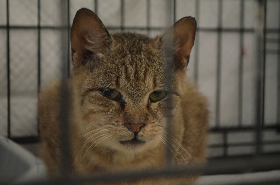 Spolek Pet Heroes, který provozuje útulek v Lanškrouně, přijal 15 koček z Chýnova