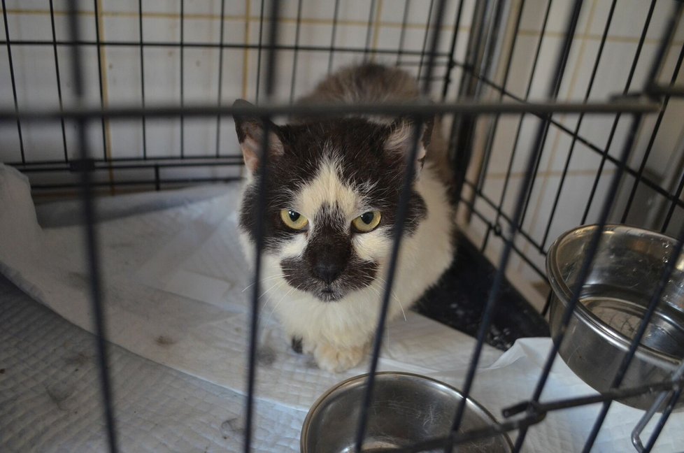 Spolek Pet Heroes, který provozuje útulek v Lanškrouně, přijal 15 koček z Chýnova.