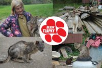V maringotce žila před lety, už tehdy podle úřadů týrala zvířata. Skončí kočičí utrpení?