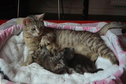 Tato mamina byla několik týdnů zavřená sama v bytě, kde porodila dvě koťata.
