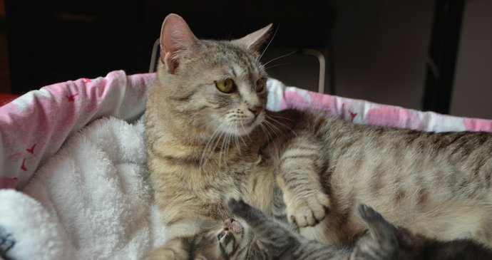Tato mamina byla několik týdnů zavřená sama v bytě, kde porodila dvě koťata.