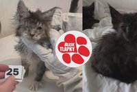 Drama při odběru nemocných koček: Množitelka kopla inspektorku do hlavy!