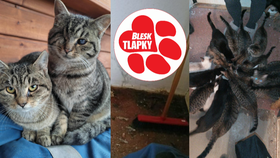 bytě bylo 23 koček, které se množily mezi sebou