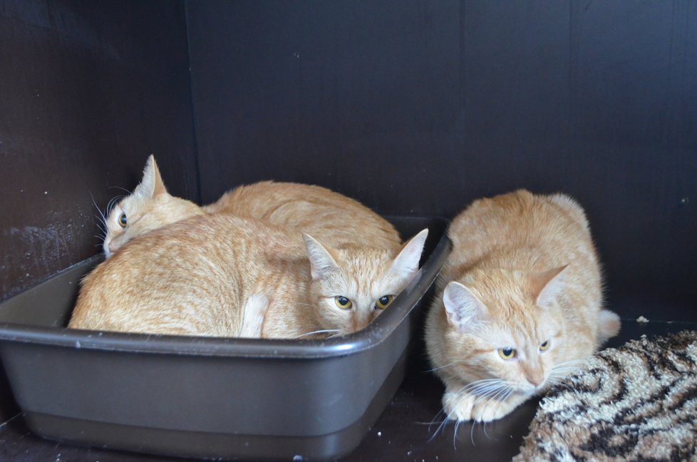 Většina koček odebraných v Praze po zemřelém majiteli jsou zrzci