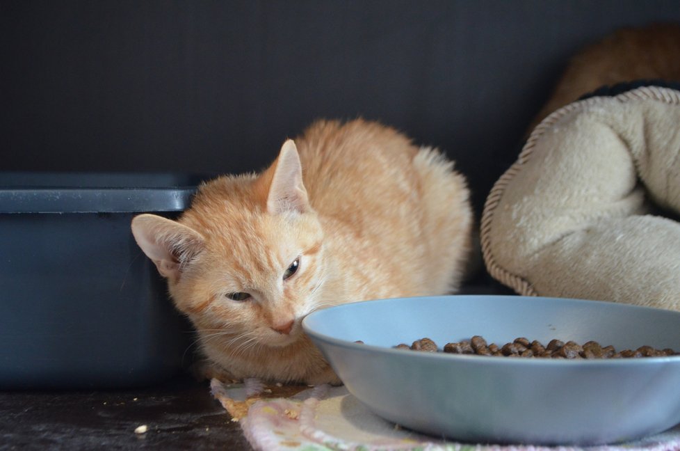 Většina koček odebraných v Praze po zemřelém majiteli jsou zrzci