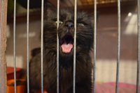 Kočky Martina K. umíraly dlouho a v krutých bolestech: Vyfasoval nekompromisní trest za týrání