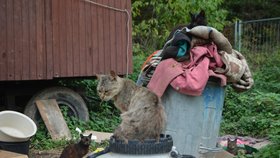 Podle veterinárních inspektorů má Jana Kaprálová 40 koček, všechny jsou podle nich ve špatném výživném stavu.