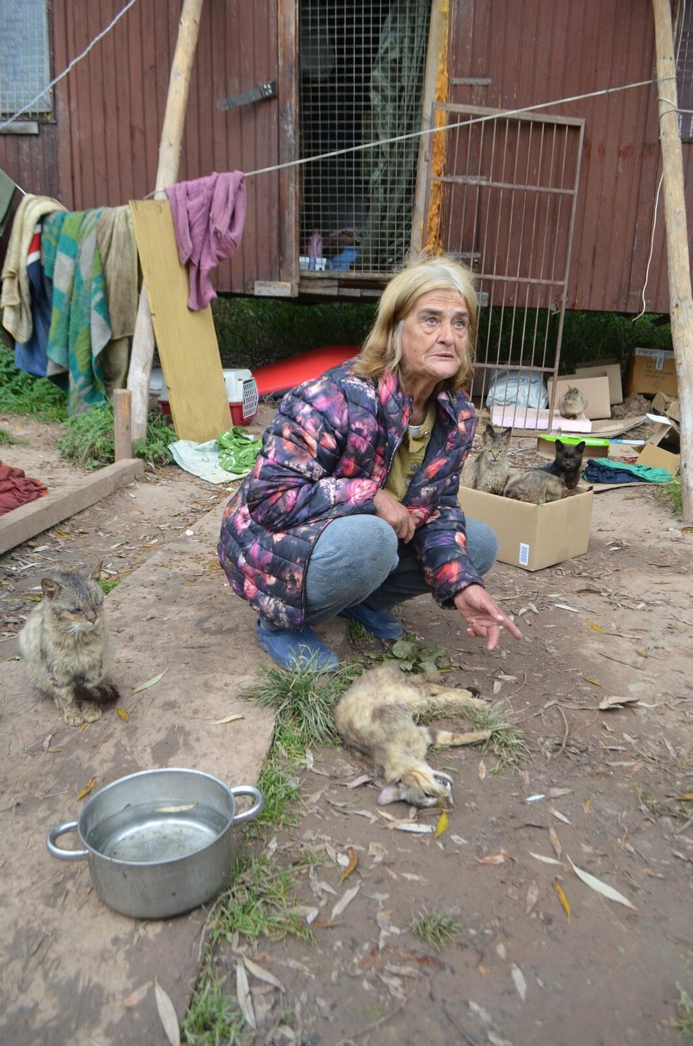 Rozlobená seniorka ukázala mrtvou kočku, kterou jí podle jejích slov nepřející lidé zabili