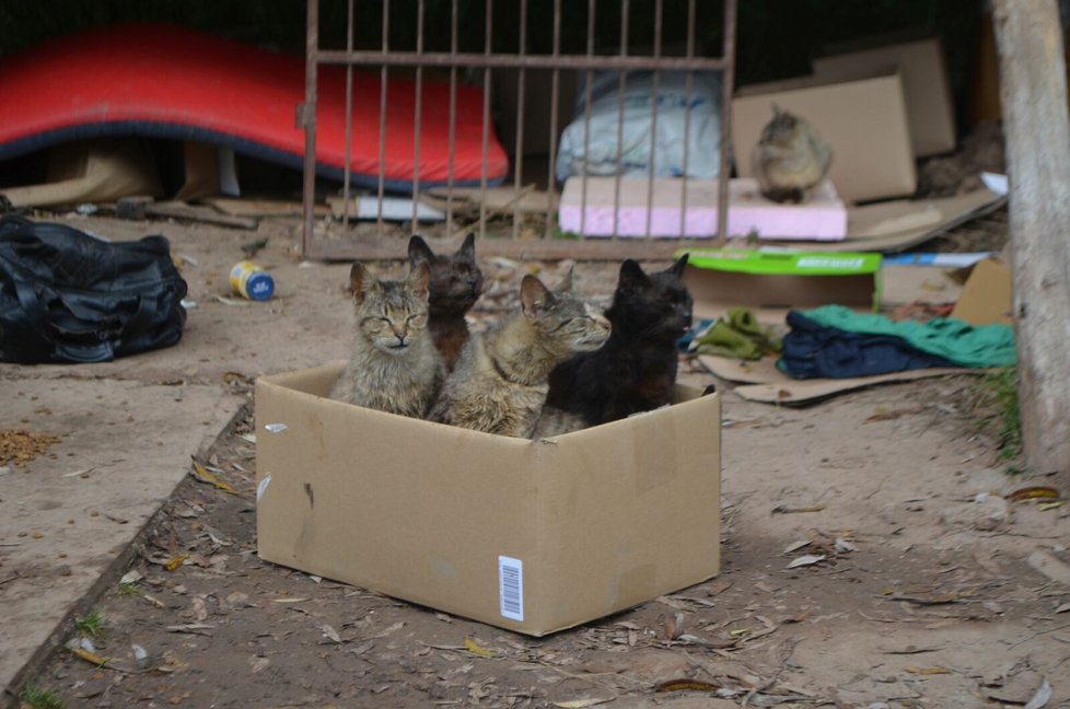 Podle veterinárních inspektorů má Jana Kaprálová 40 koček, všechny jsou podle nich ve špatném výživném stavu