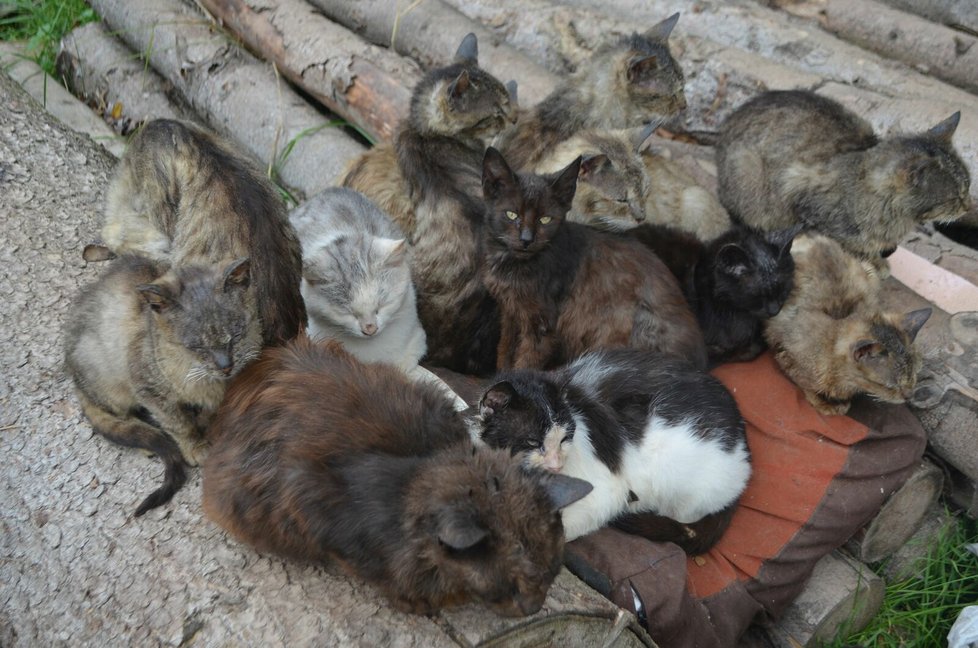 Podle veterinárních inspektorů má Jana Kaprálová 40 koček, všechny jsou podle nich ve špatném výživném stavu.