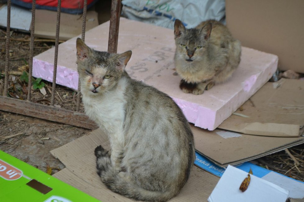 Podle veterinárních inspektorů má Jana Kaprálová 40 koček, všechny jsou podle nich ve špatném výživném stavu