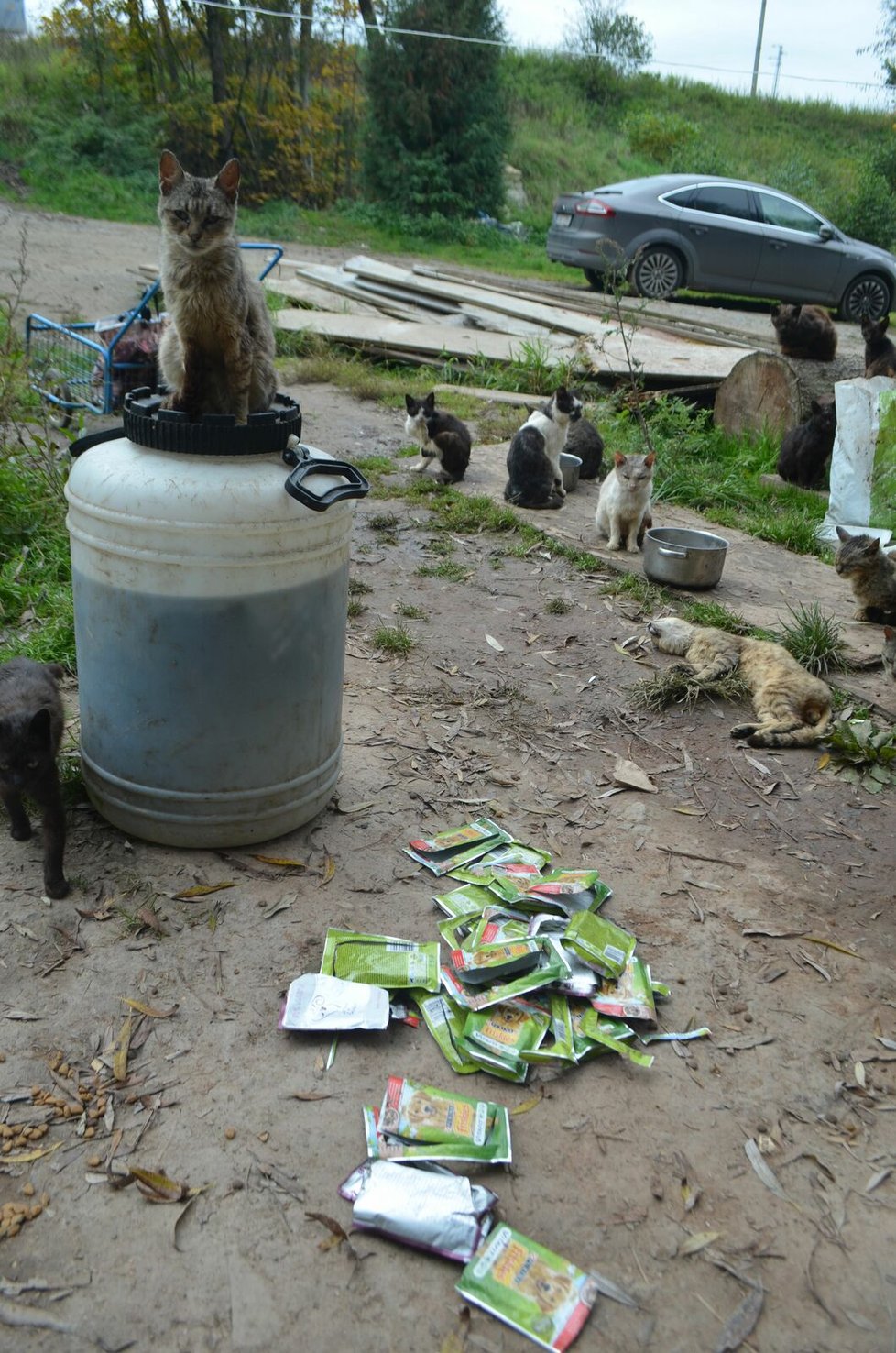 Podle veterinárních inspektorů má Jana Kaprálová 40 koček, všechny jsou podle nich ve špatném výživném stavu.