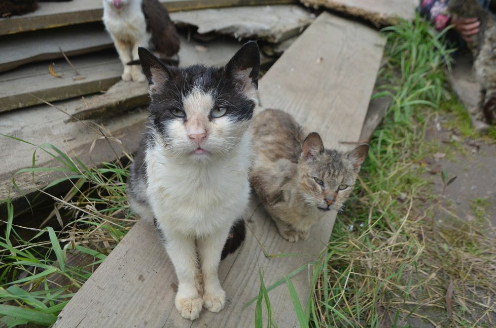 Podle veterinárních inspektorů má Jana Kaprálová 40 koček, všechny jsou podle nich ve špatném výživném stavu.