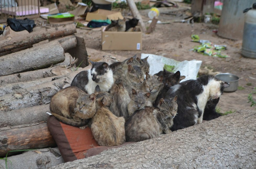 Podle veterinárních inspektorů má Jana Kaprálová 40 koček, všechny jsou podle nich ve špatném výživném stavu