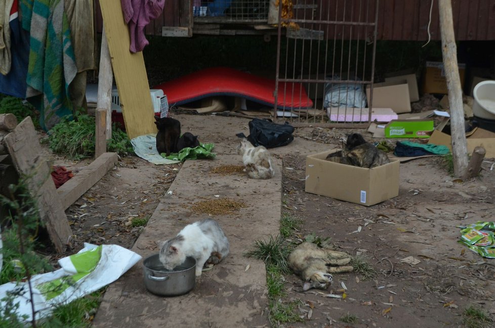 Podle veterinárních inspektorů má Jana Kaprálová 40 koček, všechny jsou podle nich ve špatném výživném stavu.