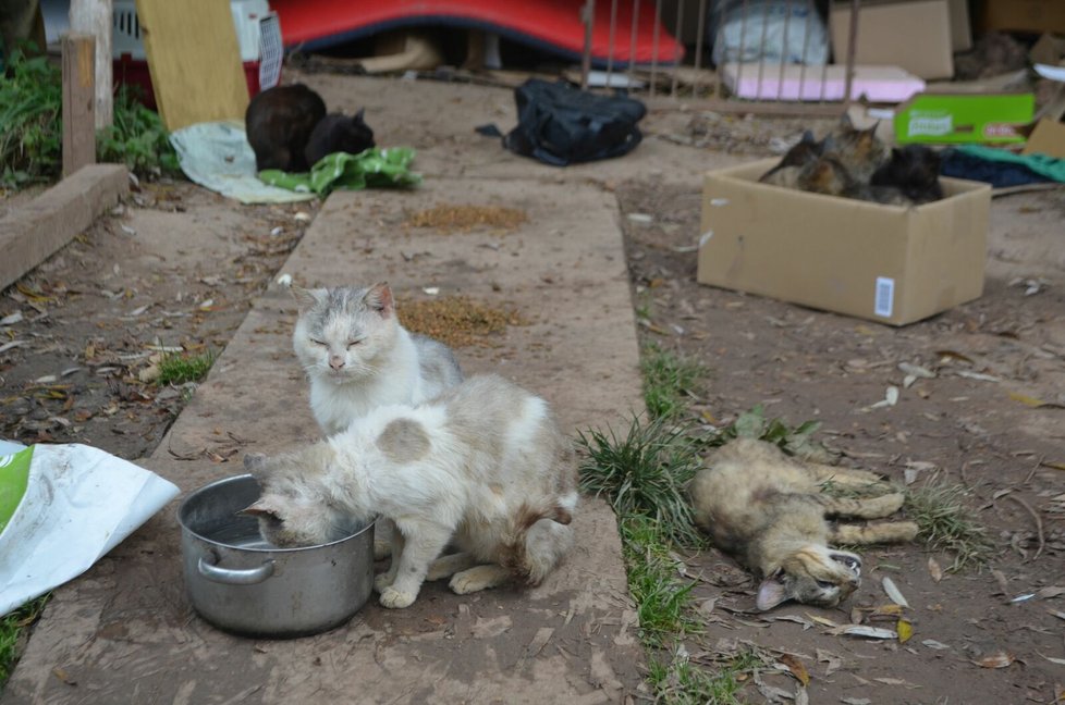 Podle veterinárních inspektorů má Jana Kaprálová 40 koček, všechny jsou podle nich ve špatném výživném stavu.