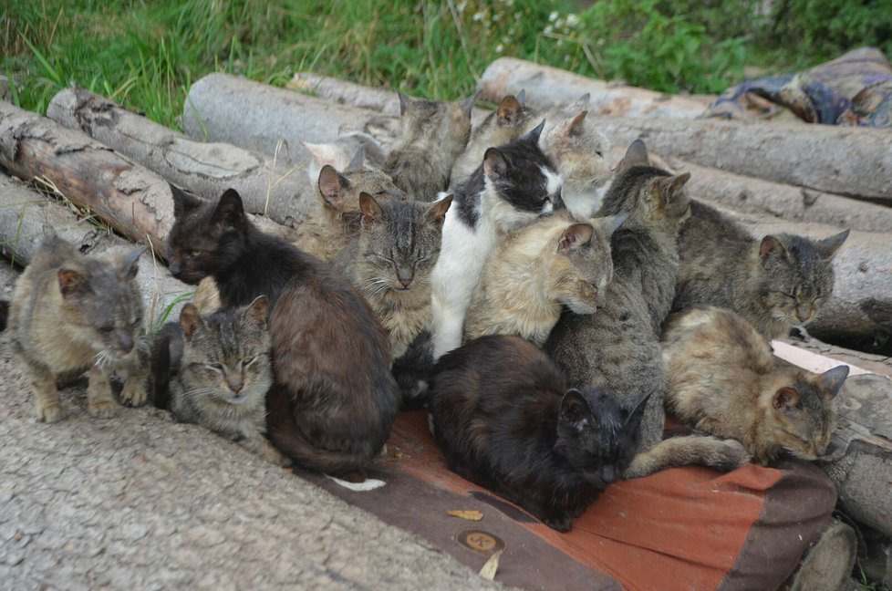 Podle veterinárních inspektorů má Jana Kaprálová 40 koček, všechny jsou podle nich ve špatném výživném stavu.