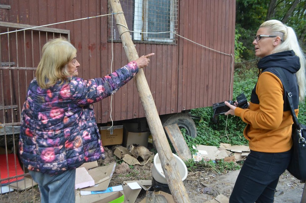 Seniorka reportérkám řekla, že kočky neopustí. Chce prý jen, aby jí někdo pomohl opravit maringotku, která nemá střechu