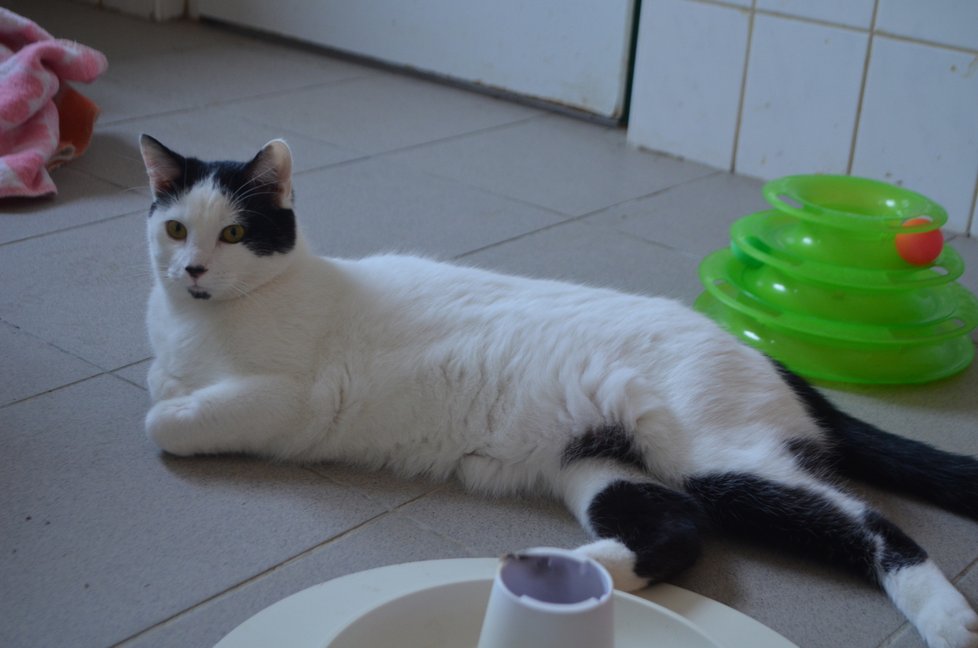 Bílo-černý kocourek je ze všech ukrajinských koček největší, v útulku dostal jméno Bublík