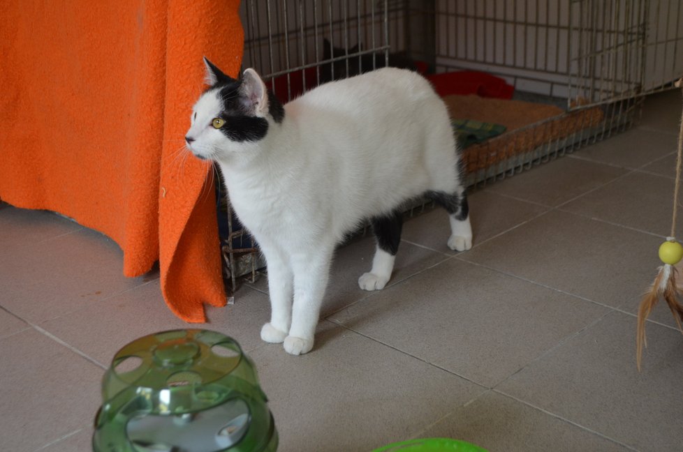 Bílo-černý kocourek je ze všech ukrajinských koček největší, v útulku dostal jméno Bublík