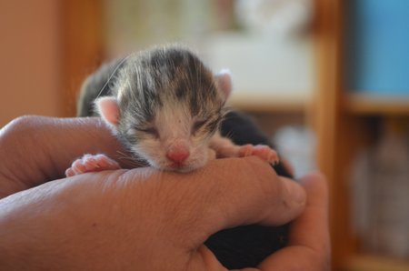 V současné době pečují členky spolku i o dvoudenní koťata, které jejich máma opustila