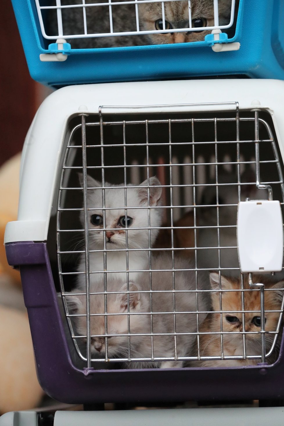 Veterináři už na místě rozhodli o odebrání zvířat.