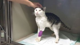 Oskar si pobyl několik dní na veterinární klinice na kapačkách