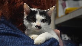 Mikeš je krásný kocourek. Díky flíčku pod nosem vypadá jako Herkules Poirot