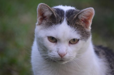 Oskar ostatní kočky šikanuje, má rád i divočejší hry