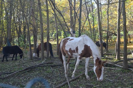 V tomto arboretu koně žijí.