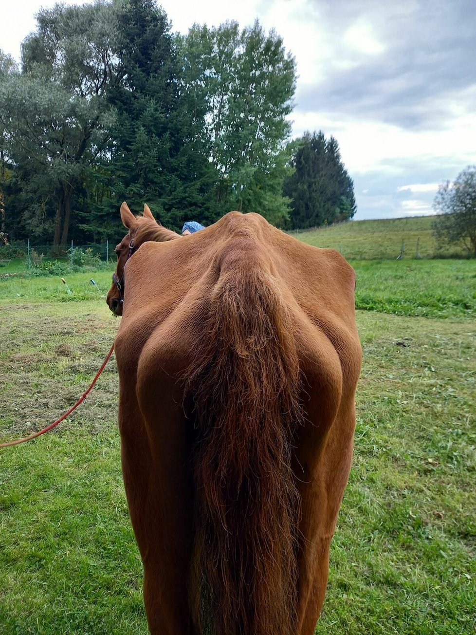 V takovémto stavu se Maruška dostala do dočasné péče, byla vyhublá na kost.