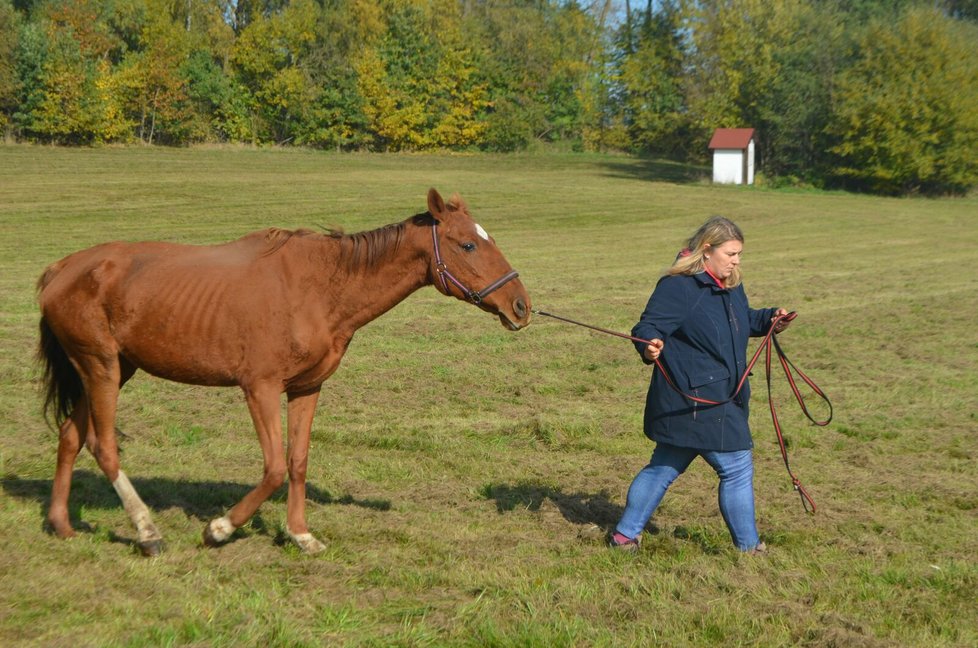 Kristýna Hezinová se o Marušku teď stará, ošetřuje jí podlomy a hlavně ji zakrmuje.