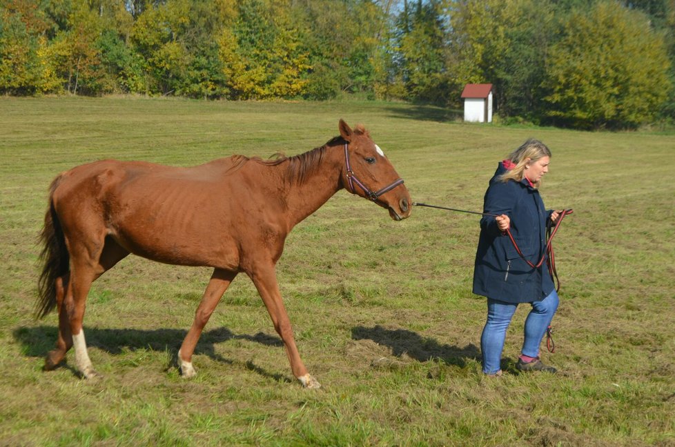 Kristýna Hezinová se o Marušku teď stará, ošetřuje jí podlomy a hlavně ji zakrmuje.