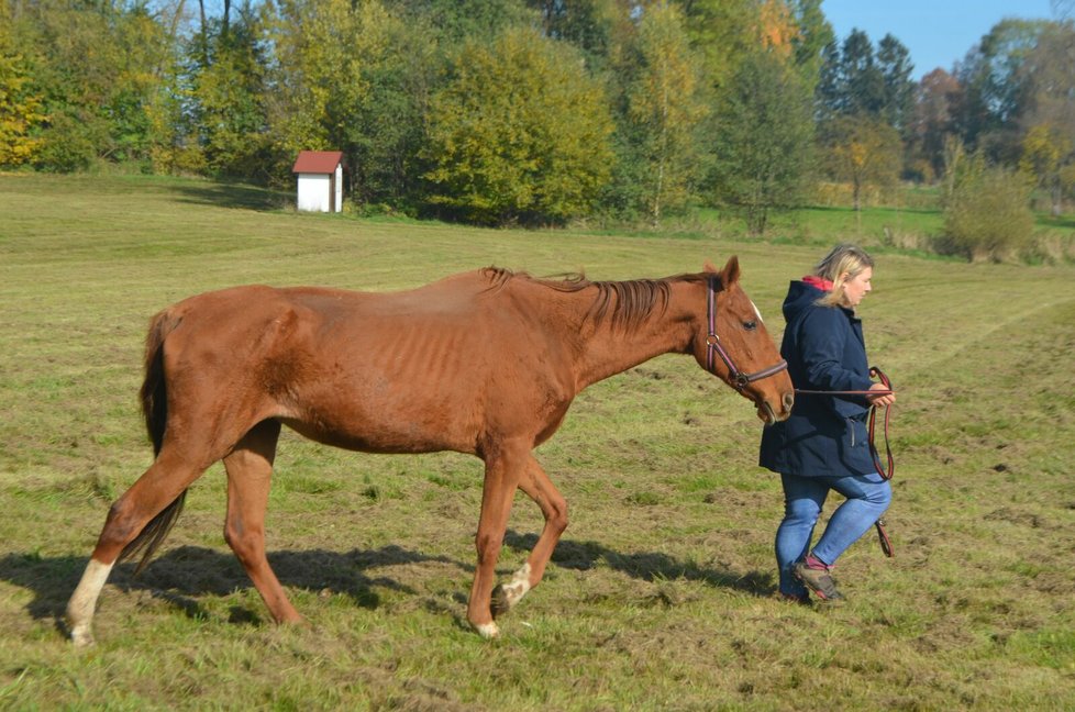 Kristýna Hezinová se o Marušku teď stará, ošetřuje jí podlomy a hlavně ji zakrmuje.