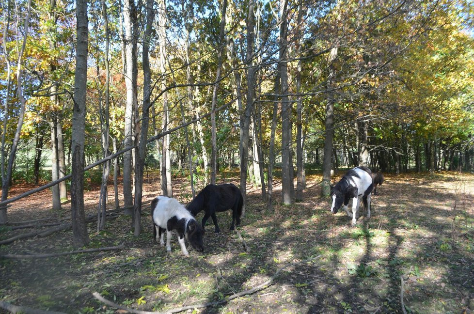 V tomto arboretu koně žijí.