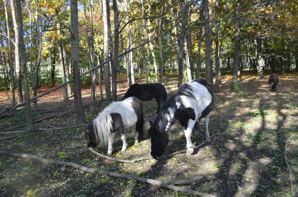 V tomto arboretu koně žijí.