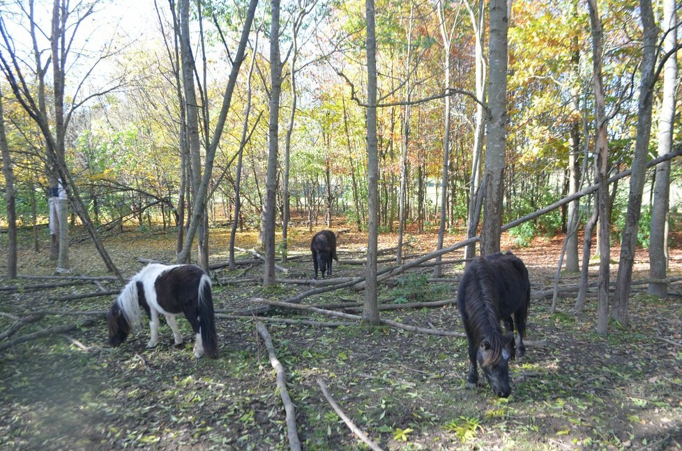 V tomto arboretu koně žijí.