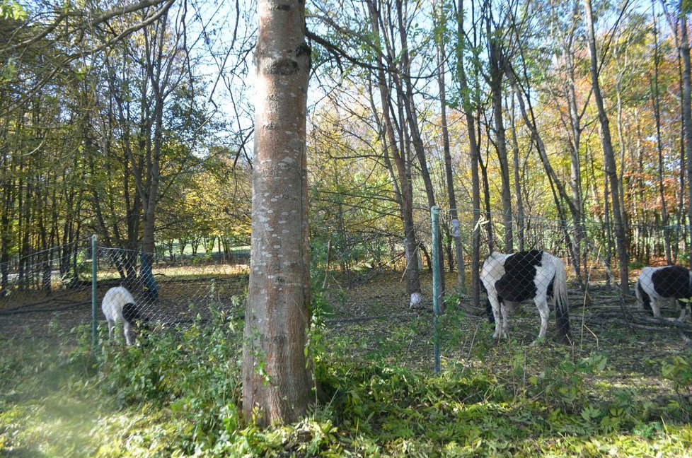 V tomto arboretu koně žijí.