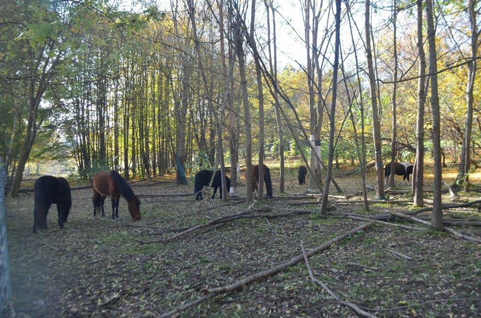 V tomto arboretu koně žijí.