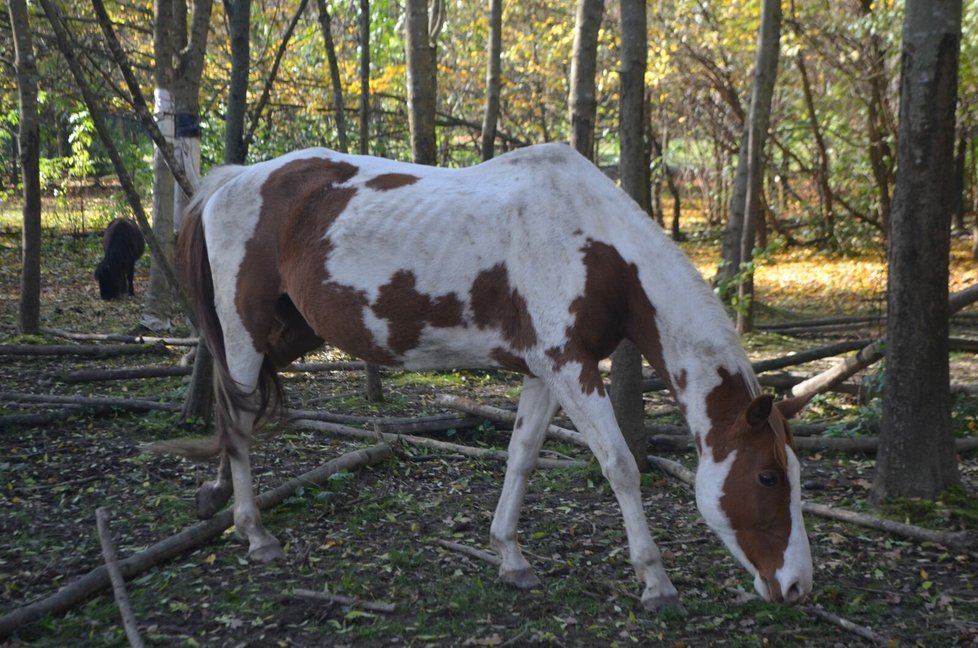 Podle aktivistek na tom není dobře ani tato kobylka.