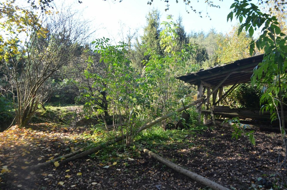 Arboretum chátrá a zarůstá plevelem.